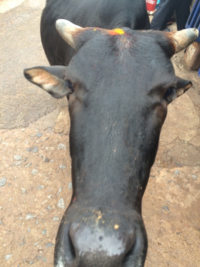 Blessed Cow at Sri Krishna Mutt